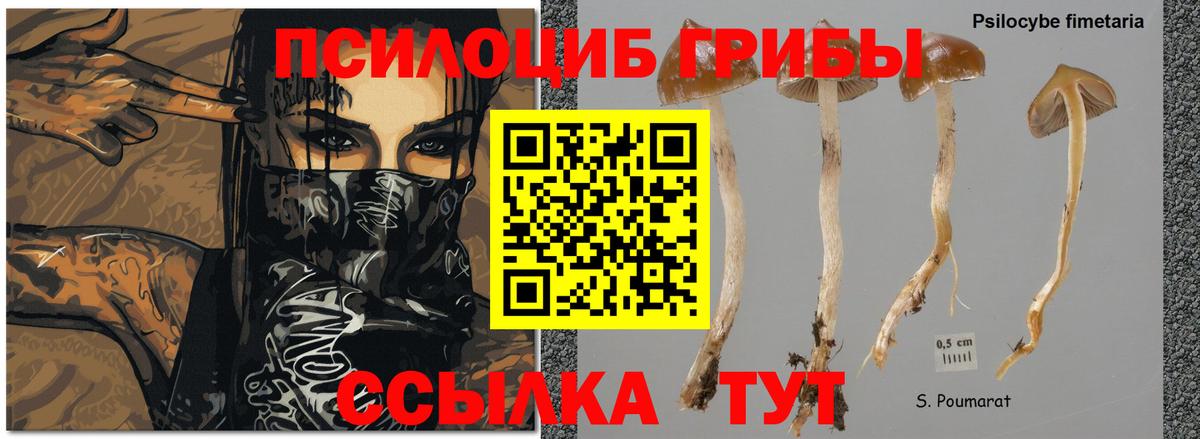 Моршанск  Галлюциногенные грибы MAGIC MUSHROOMS  Вход с VPN 